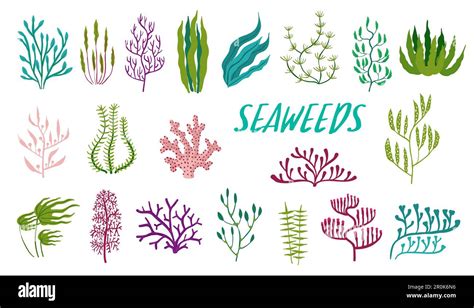 Underwater Seaweed Plants Aquarium And Sea Algae Laminaria Codium