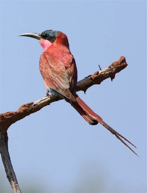 Southern Carmine Bee Eater Merops Nubicoides At Mapungub Flickr