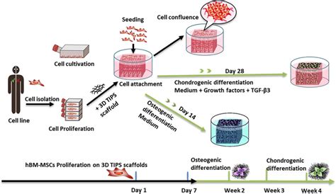 Schematics Of Hbm Mscs Culture Expansion Seeding And Differentiation Download Scientific