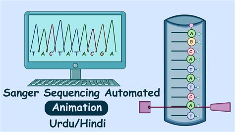 Automated Sanger Sequencing Dna Sequencing In Hindi Youtube