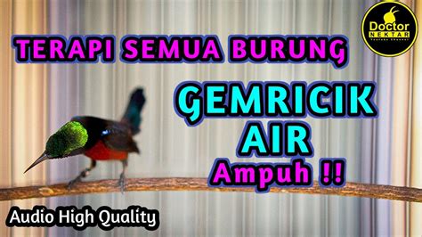 TERAPI KONIN GACOR FULL ISIAN DENGAN SUARA AIR AGAR BURUNG KOLIBRI