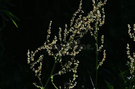 Flores Comunes De Sorrel Rumex Acetosa Imagen De Archivo Imagen De