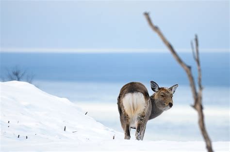 知床 北海道 世界遺産オンラインガイド