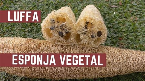 Que Es La Luffa Como Cultivar Sembrar Y Cosechar Nuestras Propias