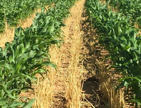 Corn Vs Grain Sorghum In Water Limited Scenarios Crop Quest