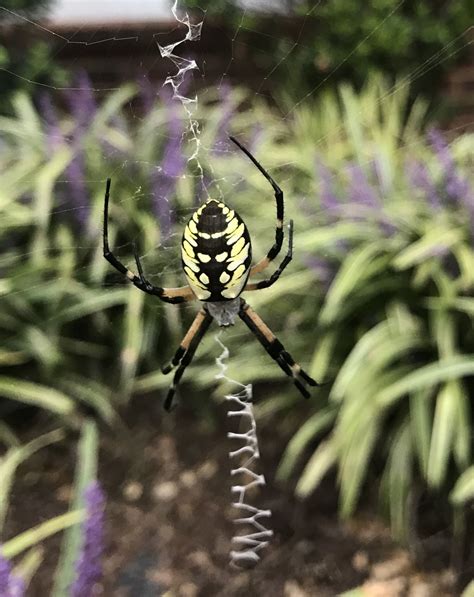 Small House Spiders In Illinois Unparalleled Memoir Picture Archive