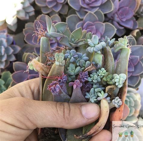 The Easiest Succulents To Propagate By Leaf How To Guide