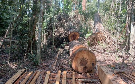 Illegal Logging Di Abdya Marak Walhi Duga Aph Backing Perambah Hutan