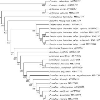 Phylogenetic Tree Reconstructed By Maximum Likelihood Ml Analysis