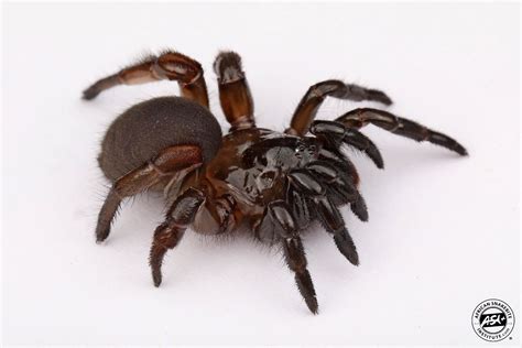 Trapdoor Spider - African Snakebite Institute