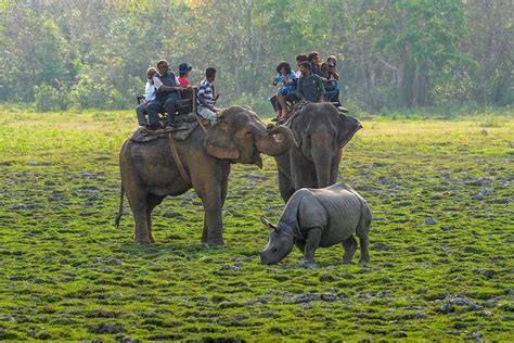 Kaziranga National Park Wildlife Tour Packages 2025