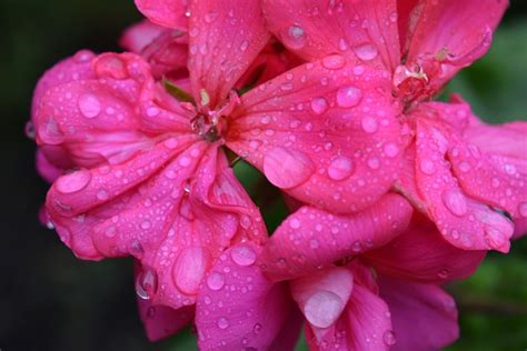 Flowers Rain Drops - Free photo on Pixabay