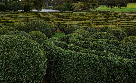 Ideal Zone 9 Evergreen Trees – The Tree Care Guide