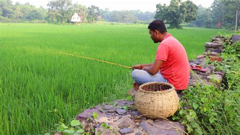 Fishing Video The Village Boy Is Fishing With A Hook In The Paddy