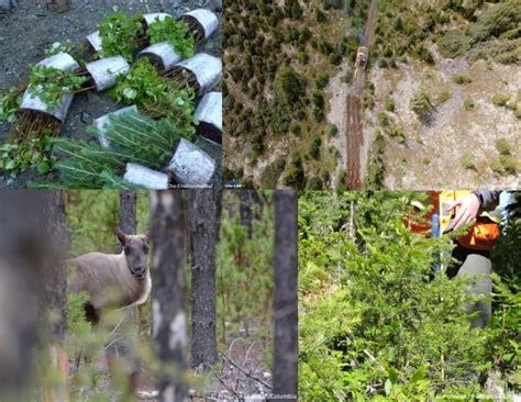 Operational Restoration Framework - Woodland Caribou Habitat ...