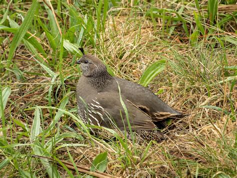 California Quail Nesting (Behavior, Eggs + Location) | Birdfact