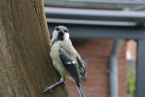 Gratis Afbeeldingen Tak Vleugel Dier Wildlife Bek Tuin Fauna