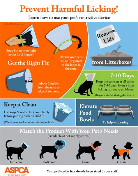 Can A Dog Eat After Surgery