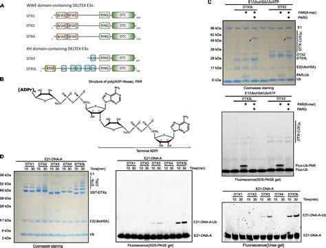 Ubiquitylation Of Nucleic Acids By Deltex Ubiquitin E Ligase Dtx L