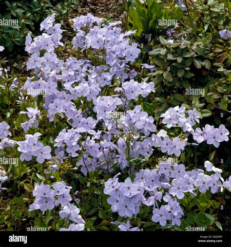 Phlox stolonifera - 'Blue Ridge' AGM ALP009299 Stock Photo - Alamy