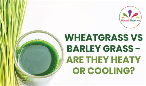 Wheatgrass vs Barley Grass - Are They Heaty Or Cooling? | Dynamic Nutrition