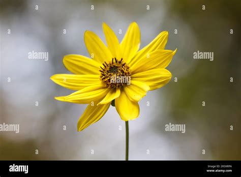Helianthus Grosserratus Known As Sawtooth Sunflower Thick Tooth