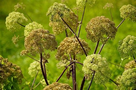 Orvosi Angyalgyökér Angelica Archangelica L Jellemzői Hatóanyaga