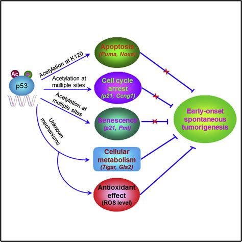 Tumor Suppression In The Absence Of P53 Mediated Cell Cycle Arrest