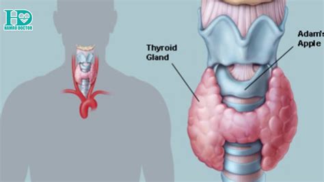 Thyroid - Dr. Dina Shrestha (Endocrinologist) | Hamro Doctor - YouTube