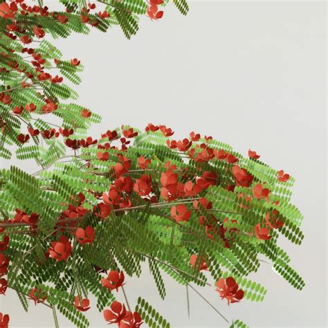 Delonix Regia 3d Model