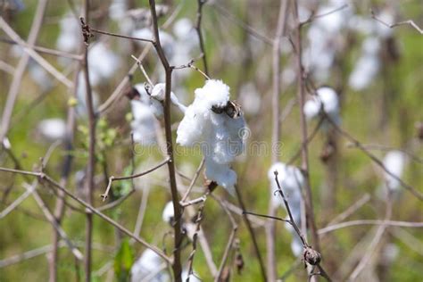 Cotton Close-Up stock photo. Image of farms, field, fiber - 15237308