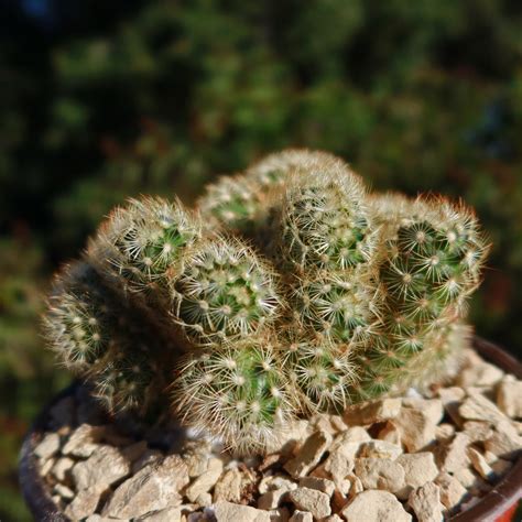 Shop Brain Cactus Mammillaria Elongata Cristata At Planet Desert