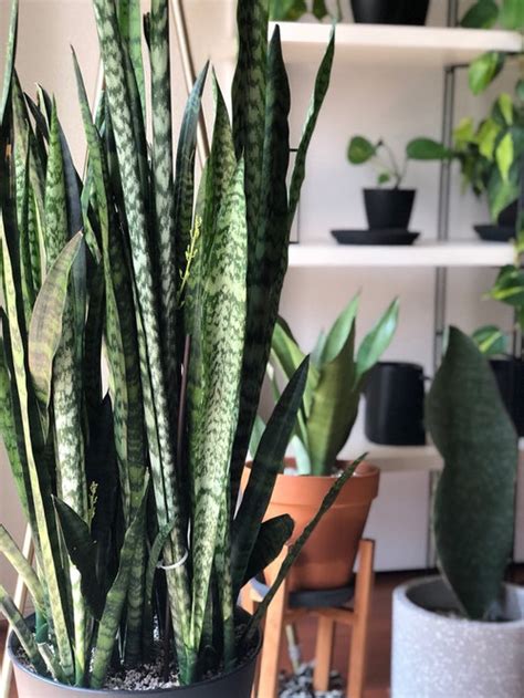 Sansevieria Wintergreen Flowering