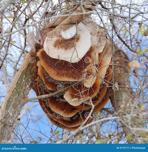 Bee Hive In Tree Stock Image Image 4713171