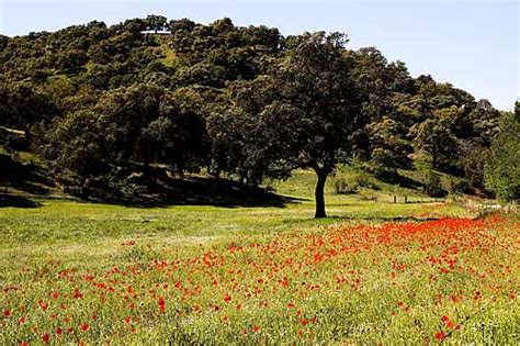 Bosque mediterráneo fauna y vegetación