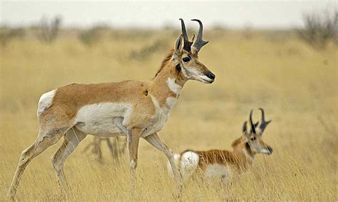 Pronghorn — Texas Parks And Wildlife Department