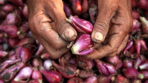 Hilirisasi Bawang Merah Supaya Kesejahteraan Petani Brebes Meningkat