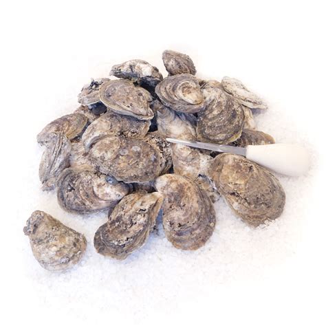 Chesapeake Bay Oysters in Shell | Chesapeake Brand