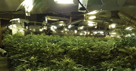 Two Men Arrested After Police Discover Huge Cannabis Farm Worth £100k In Morning Raid