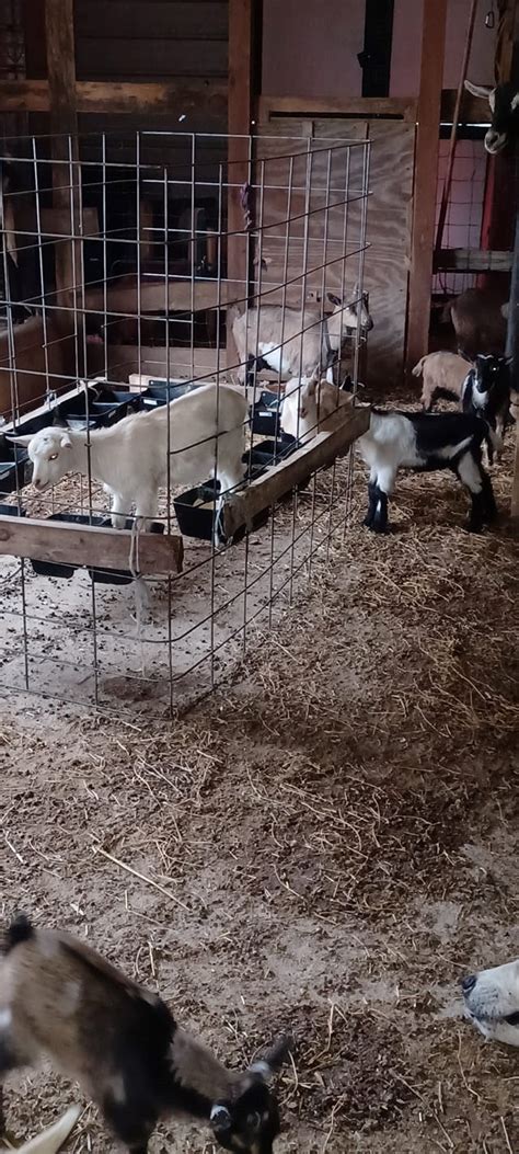 Mineral Buffet Feeder Ideas The Holistic Goat