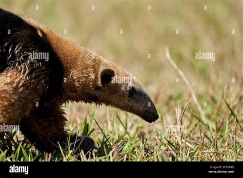 close up of a southern tamandua, Tamandua tetradactyla, also collared ...