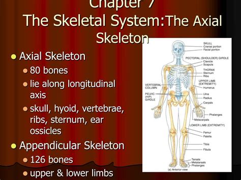 Ppt Chapter 7 The Skeletal System The Axial Skeleton Powerpoint