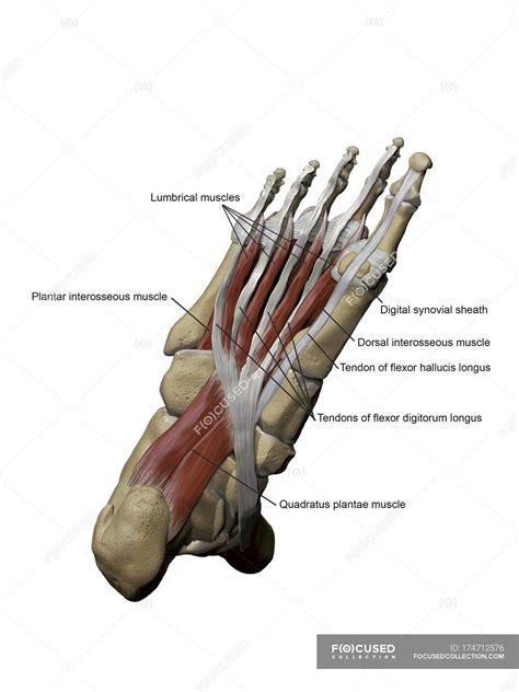 Anatomy Of Plantar Foot