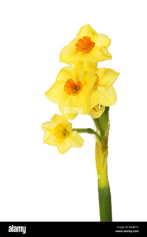 Multi Headed Narcissus Flower Isolated Against White Stock Photo Alamy