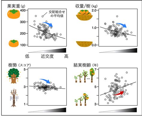 ゲノム情報を基にカキの近親交配の程度を推定～ 近親交配による収量性低下を避けた育種を加速～ テック・アイ技術情報研究所