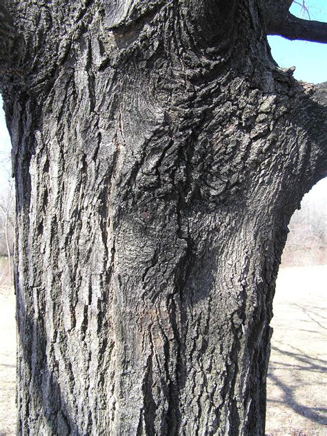 Sugar Maple Tree Bark