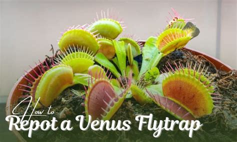 How To Repot A Venus Flytrap 5 Steps Wtutorial Video