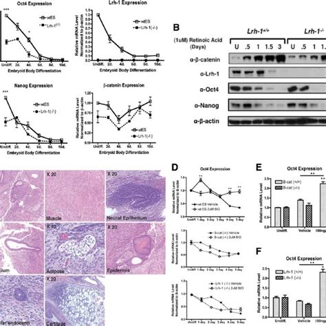 Lrh 1 Directly Regulates Oct4 Nanog And Tbx3 Expression In Mesc A