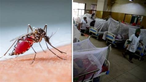 Dengue Cases In Delhi 2021 National Capital Shows Massive Surge In New Cases Oneindia News