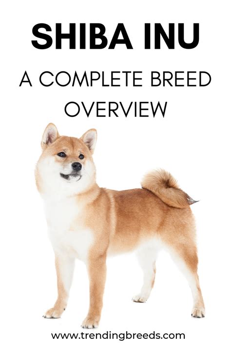 What Is The Doge Breed - COGODI